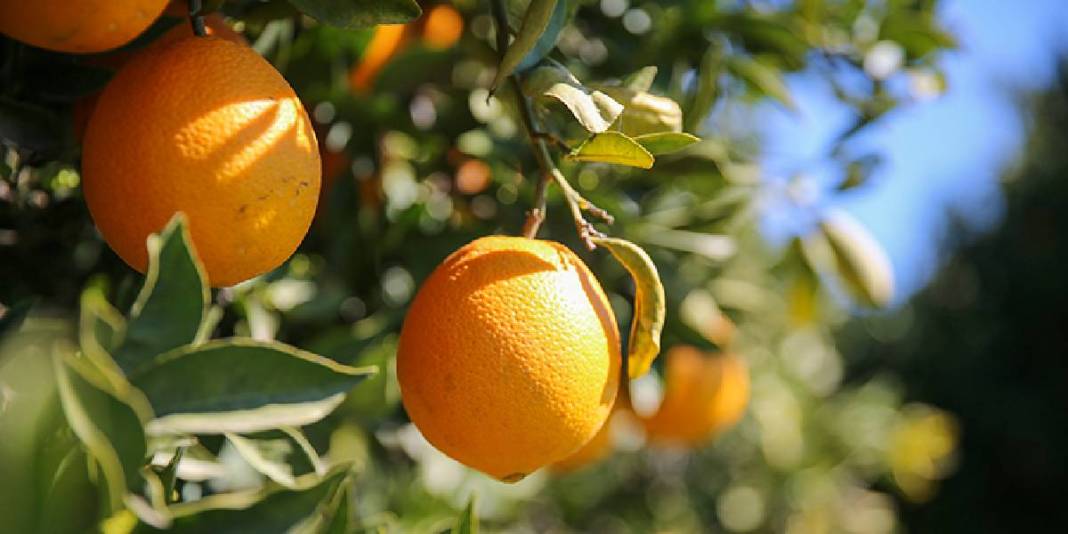 17 yıl önce coğrafi işaret almıştı! Antalya’da hummalı hasat başladı: 300.000 ton rekolte bekleniyor 5